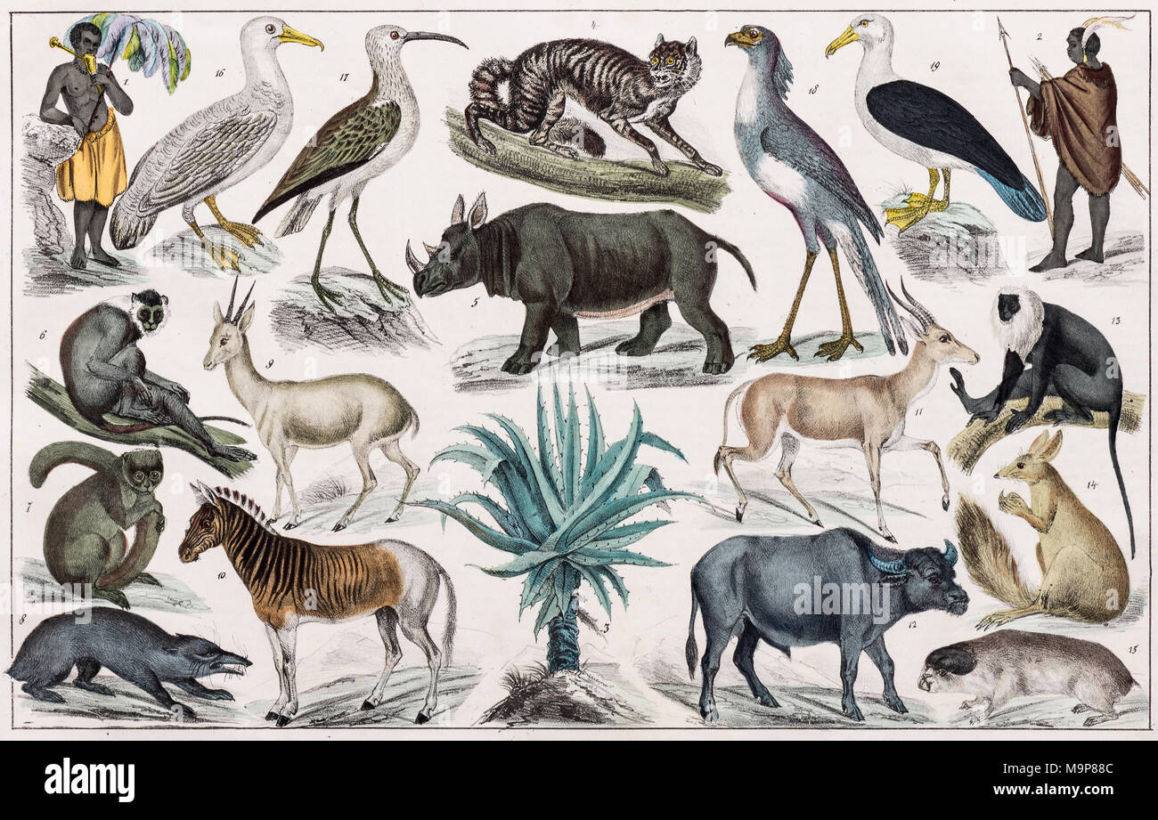 Peinture de zone, Afrique du Sud, Kapland, Kaffer- Hottentottenland et, à partir de l'histoire naturelle et d'ethnologie, colorées à la main par plaque Banque D'Images