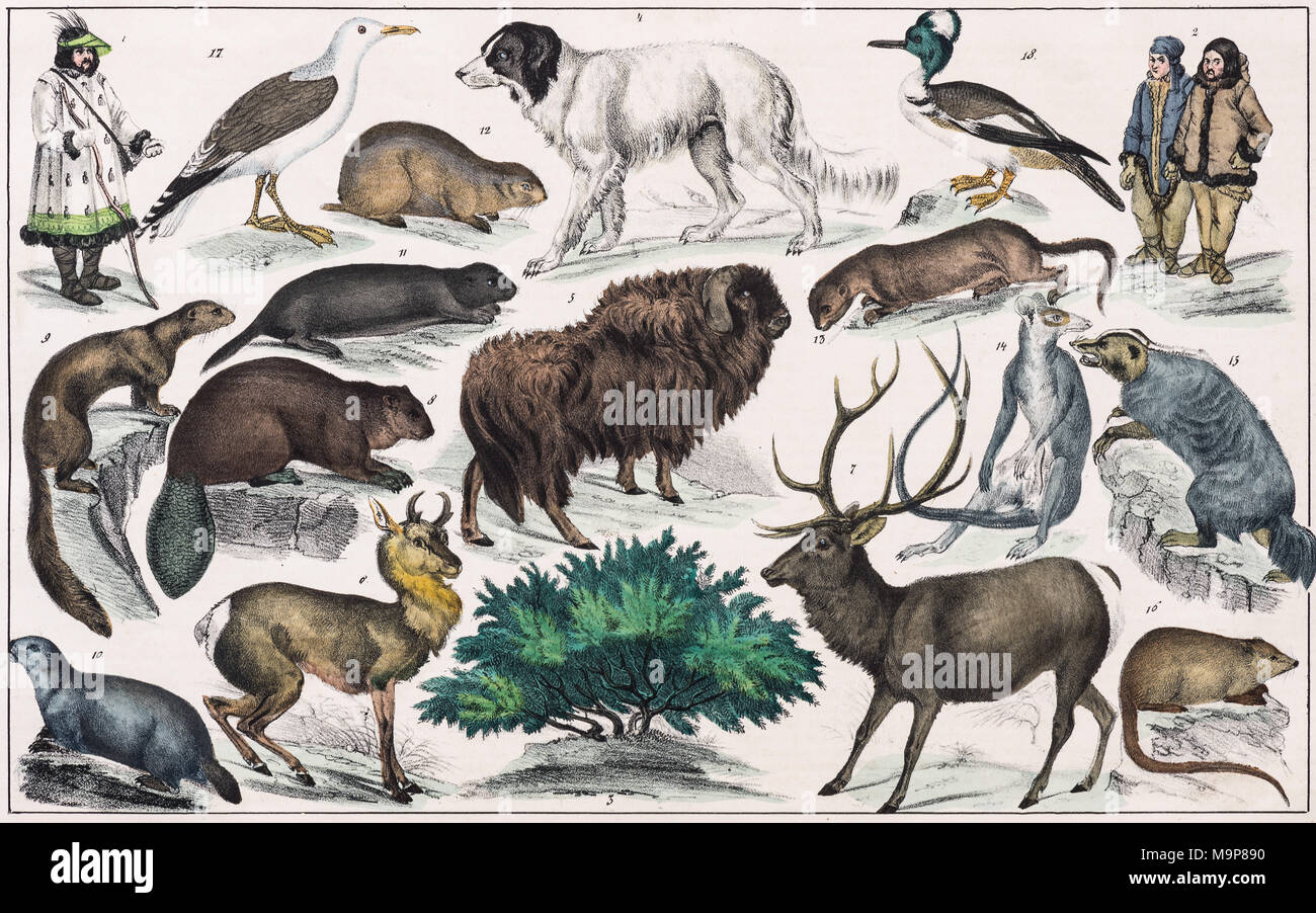 Peinture de la zone Amérique du Nord, Baffinsland, terres d'Hudson, l'Amérique russe, à partir de l'histoire naturelle et d'ethnologie, plaque colorés à la main Banque D'Images