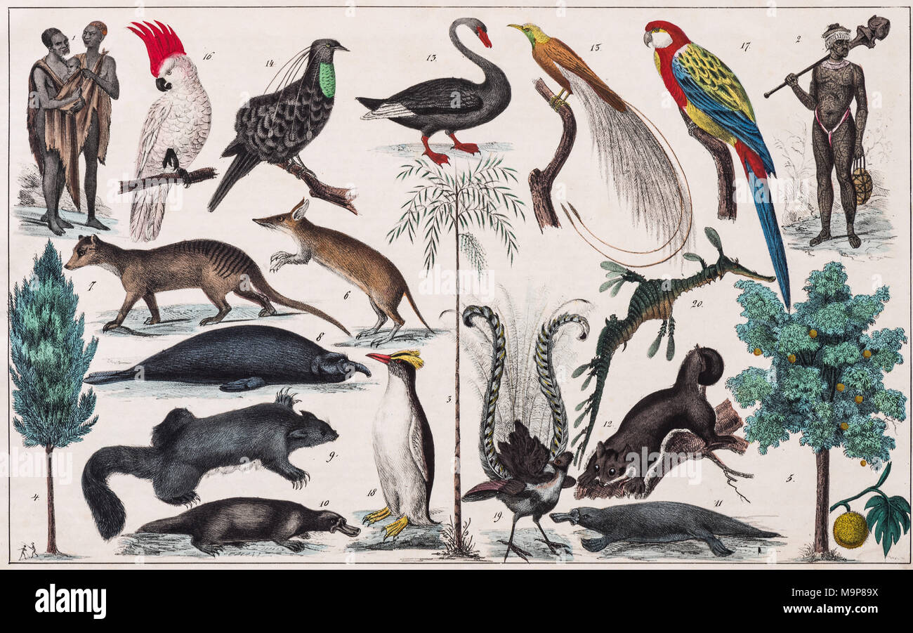 Peinture-Zone l'Australie, les îles d'Australie, Polynésie, de l'histoire naturelle et d'ethnologie, à la main, par la plaque Traugott Banque D'Images