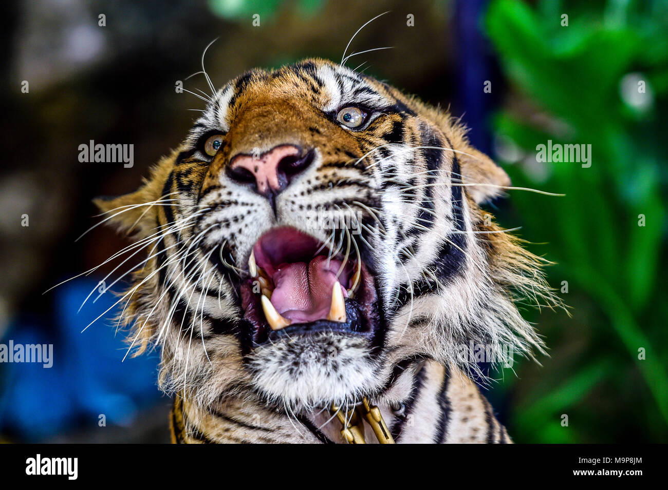 Roaring tiger Banque de photographies et d'images à haute résolution - Alamy