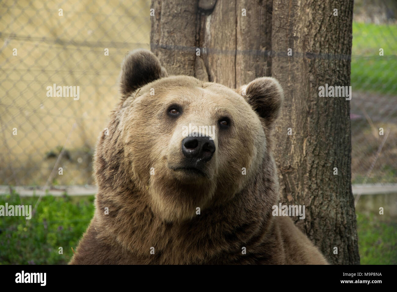 Portrait de l'ours brun verrouillé dans la cage du zoo, assis près de l'arbre Banque D'Images