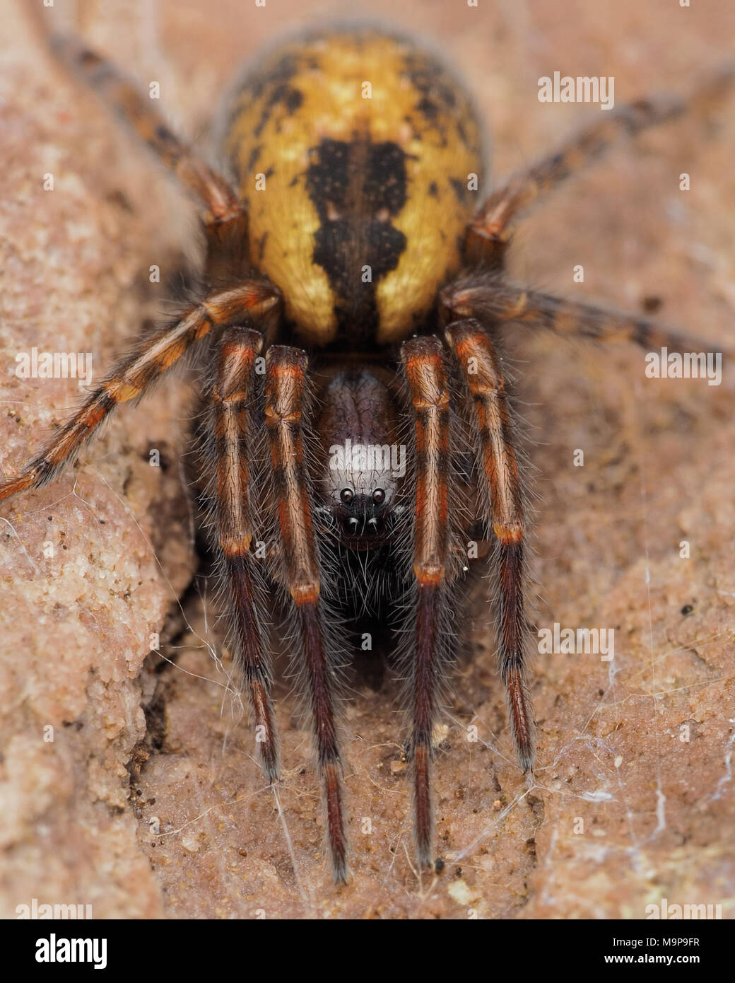 Lace-Spider web (Amaurobius sp.) en dessous d'un rocher. Tipperary, Irlande Banque D'Images