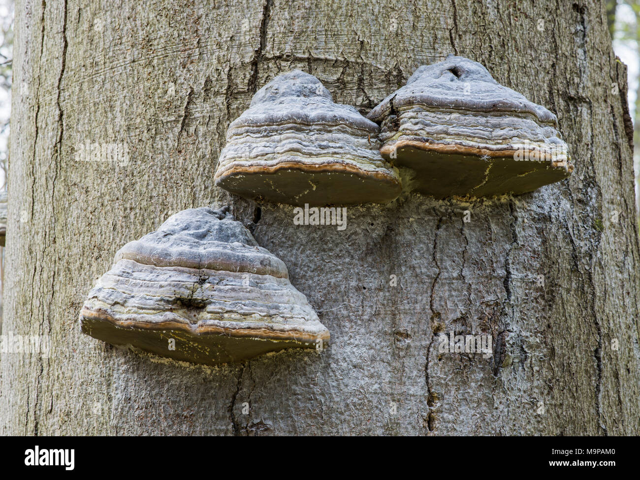 L'Amadou Fomes fomentarius (champignon) sur le hêtre commun (Fagus sylvatica), Parc national du Hainich, Thuringe, Allemagne Banque D'Images