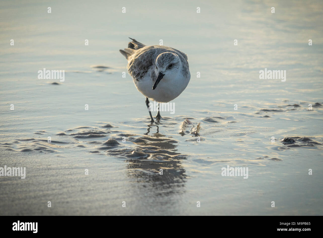 Bécasseau sanderling (Calidris alba) dans les eaux peu profondes à la plage, Sylt, Nordfriesland, Schleswig-Holstein, Allemagne Banque D'Images