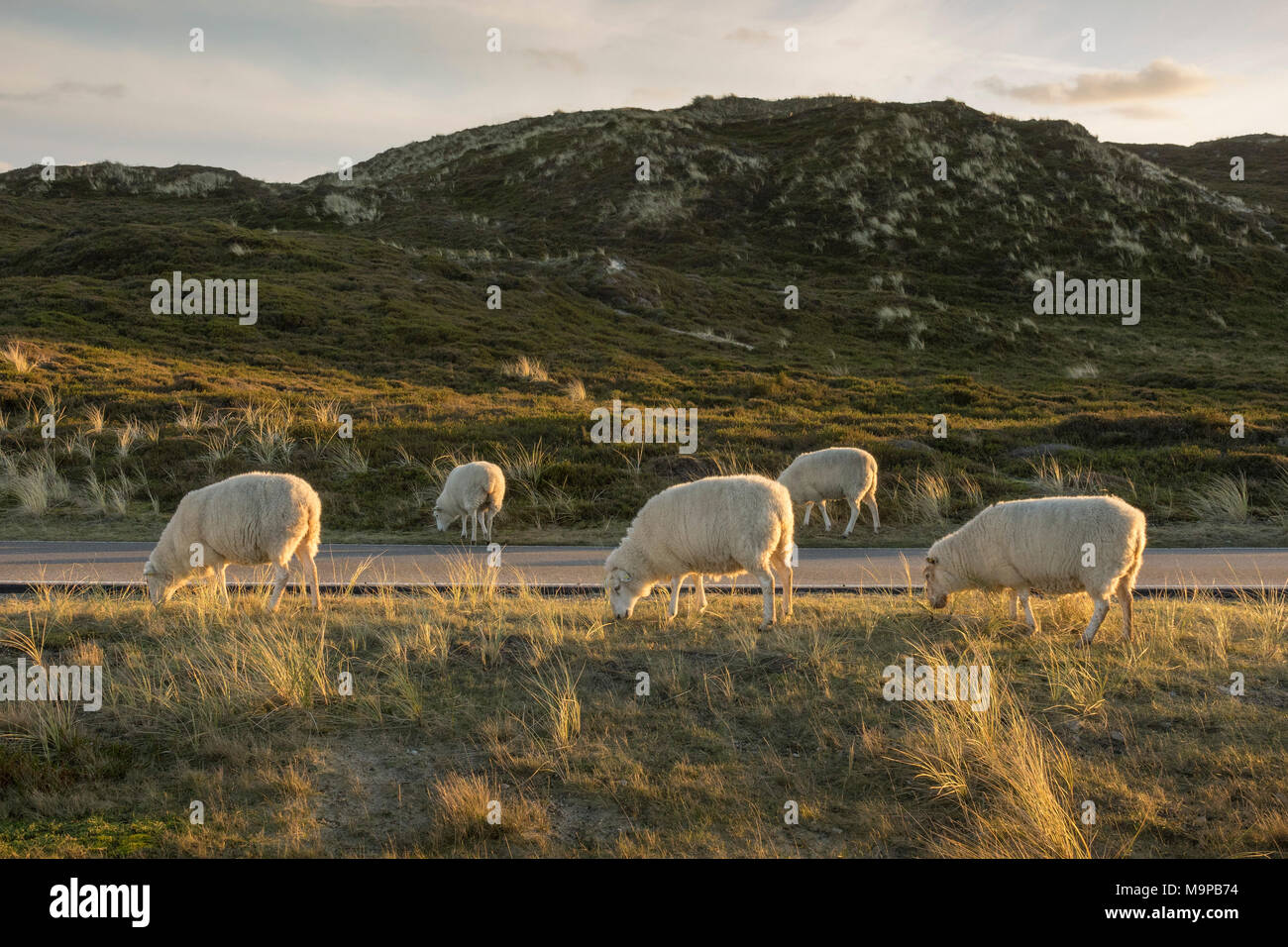 Le pâturage des moutons à une route, Ellenbogen, Frise du Nord, Schleswig-Holstein, Allemagne Banque D'Images
