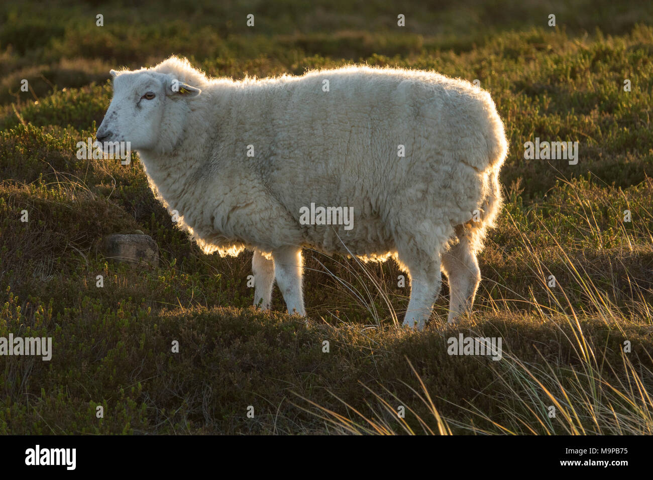 Moutons sur meadow rétroéclairage, Ellenbogen, près de Sylt, Frise du Nord, Schleswig-Holstein, Allemagne Banque D'Images