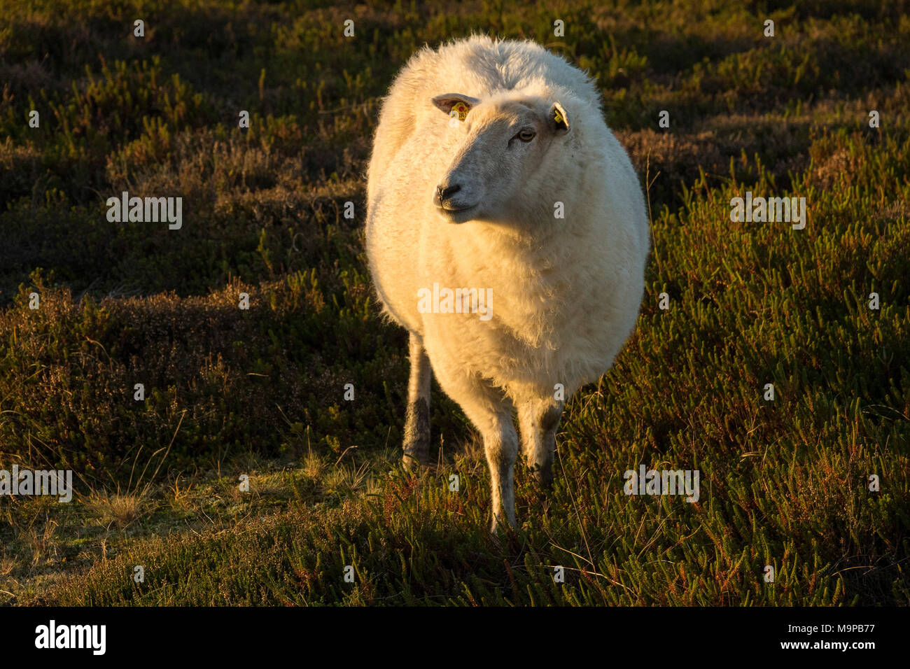 Moutons dans une prairie avec Heather, Ellenbogen, près de Sylt, Frise du Nord, Schleswig-Holstein, Allemagne Banque D'Images