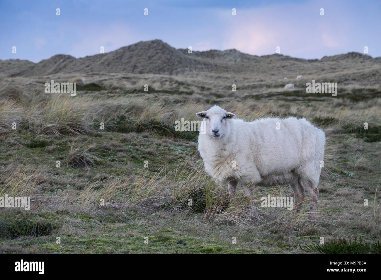 Les peuplements de moutons dans les dunes, Ellenbogen, Sylt, Frise du Nord, Schleswig-Holstein, Allemagne Banque D'Images