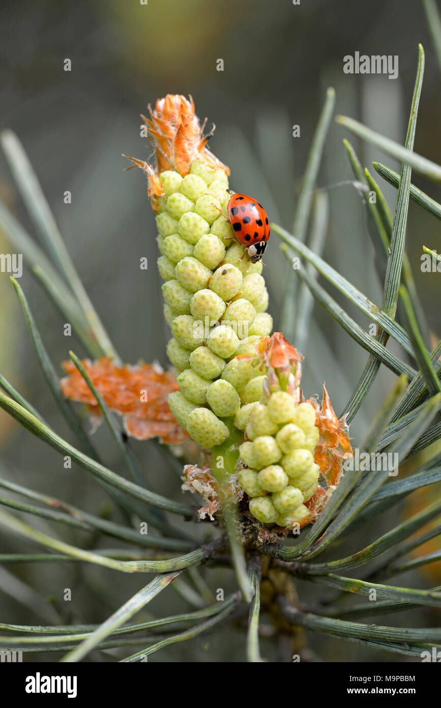 Ladybird (Coccinellidae) sur une fleur mâle de pin sylvestre (Pinus sylvestris), Nordrhein-Westfalen, Allemagne Banque D'Images