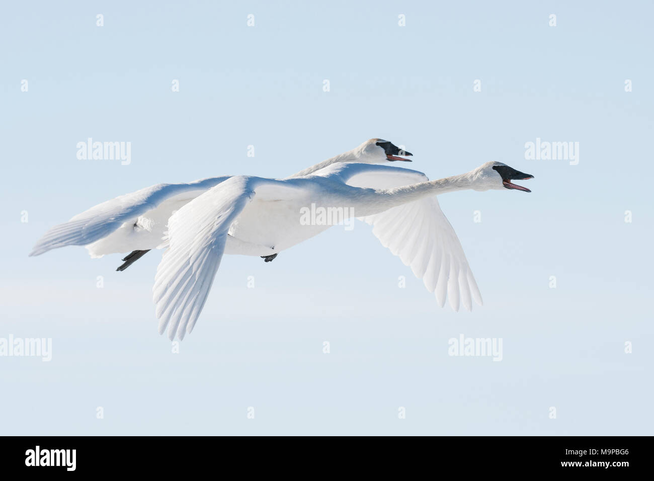 Les cygnes trompettes (Cygnus buccinator) battant, WI, USA, mi-février, par Dominique Braud/Dembinsky Assoc, Photo Banque D'Images
