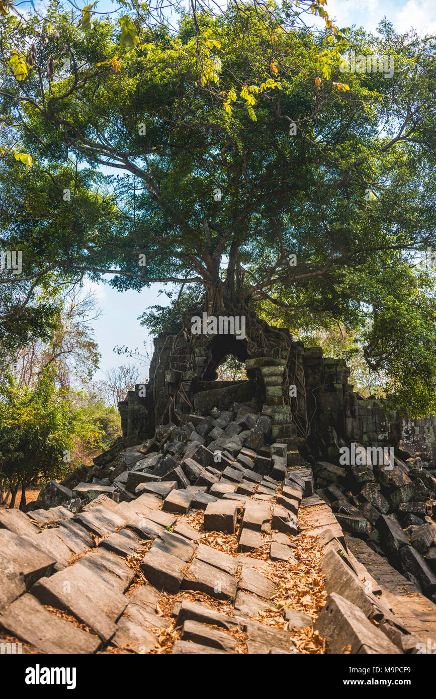 Arbre pousse sur un arbre enraciné, ruine temple Khmer Prasat Beng Mealea, Beng Mealea, le temple Angkor Wat, complexe Banque D'Images