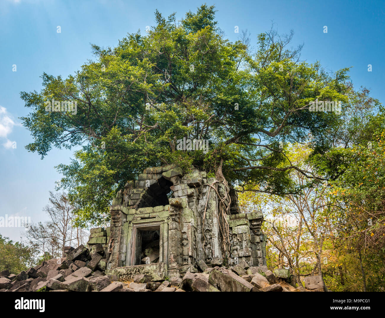 Arbre pousse sur un arbre enraciné, ruine temple Khmer Prasat Beng Mealea, Beng Mealea, le temple Angkor Wat, complexe Banque D'Images