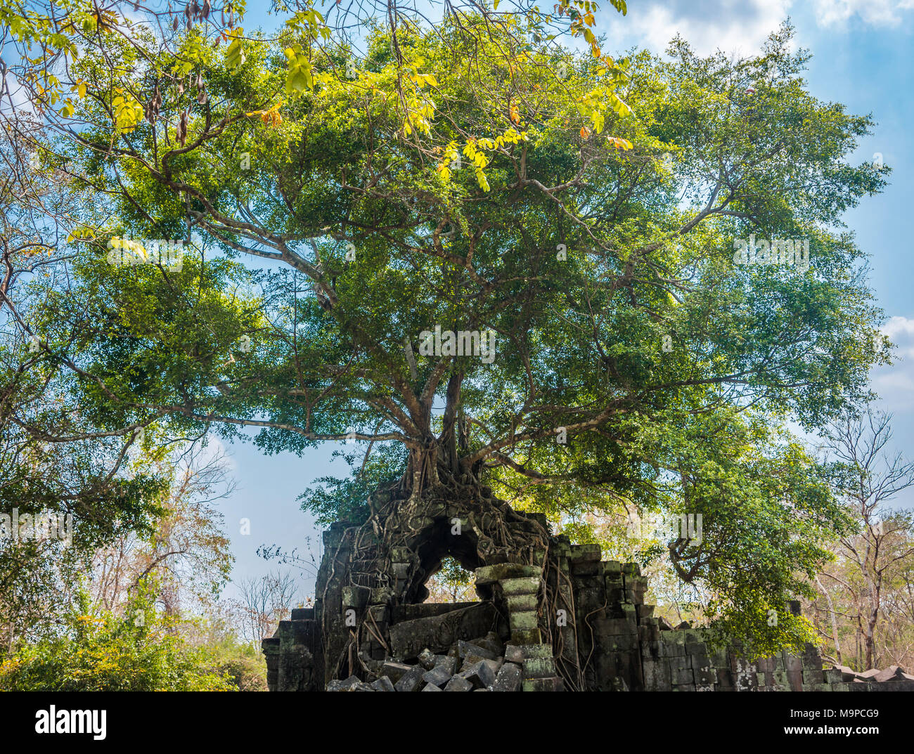 Arbre pousse sur un arbre enraciné, ruine temple Khmer Prasat Beng Mealea, Beng Mealea, le temple Angkor Wat, complexe Banque D'Images