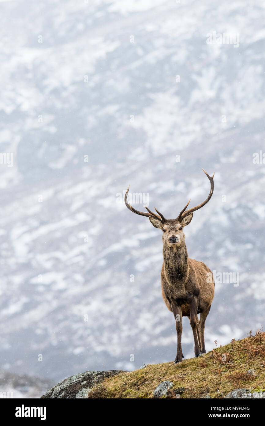 Red Deer (Cervus elaphus) dans la neige, Highlands, Ecosse, Grande-Bretagne Banque D'Images