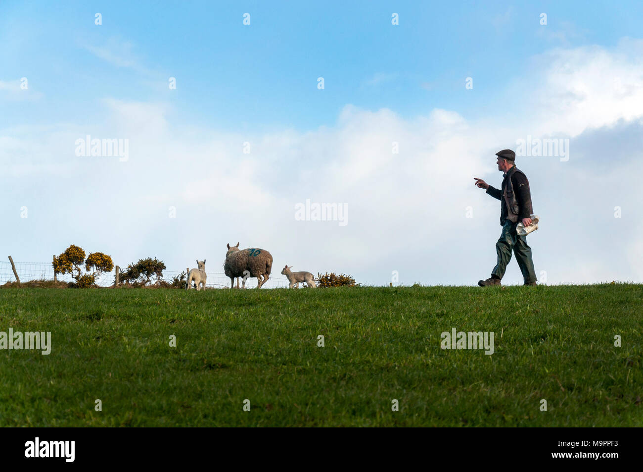 Ardara, comté de Donegal, Irlande. 28 mars. Agriculteur Joseph Dunleavy compte ses brebis et d'agneaux dans un champ de sa ferme. Les jeunes agneaux peuvent souvent être perdue pour les renards, la maladie ou le froid.Crédit : Richard Wayman/Alamy Live News Banque D'Images