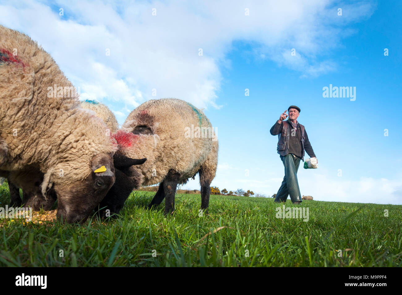 Ardara, comté de Donegal, Irlande. 28 mars. Agriculteur Joseph Dunleavy compte ses brebis et d'agneaux dans un champ de sa ferme. Les jeunes agneaux peuvent souvent être perdue pour les renards, la maladie ou le froid.Crédit : Richard Wayman/Alamy Live News Banque D'Images