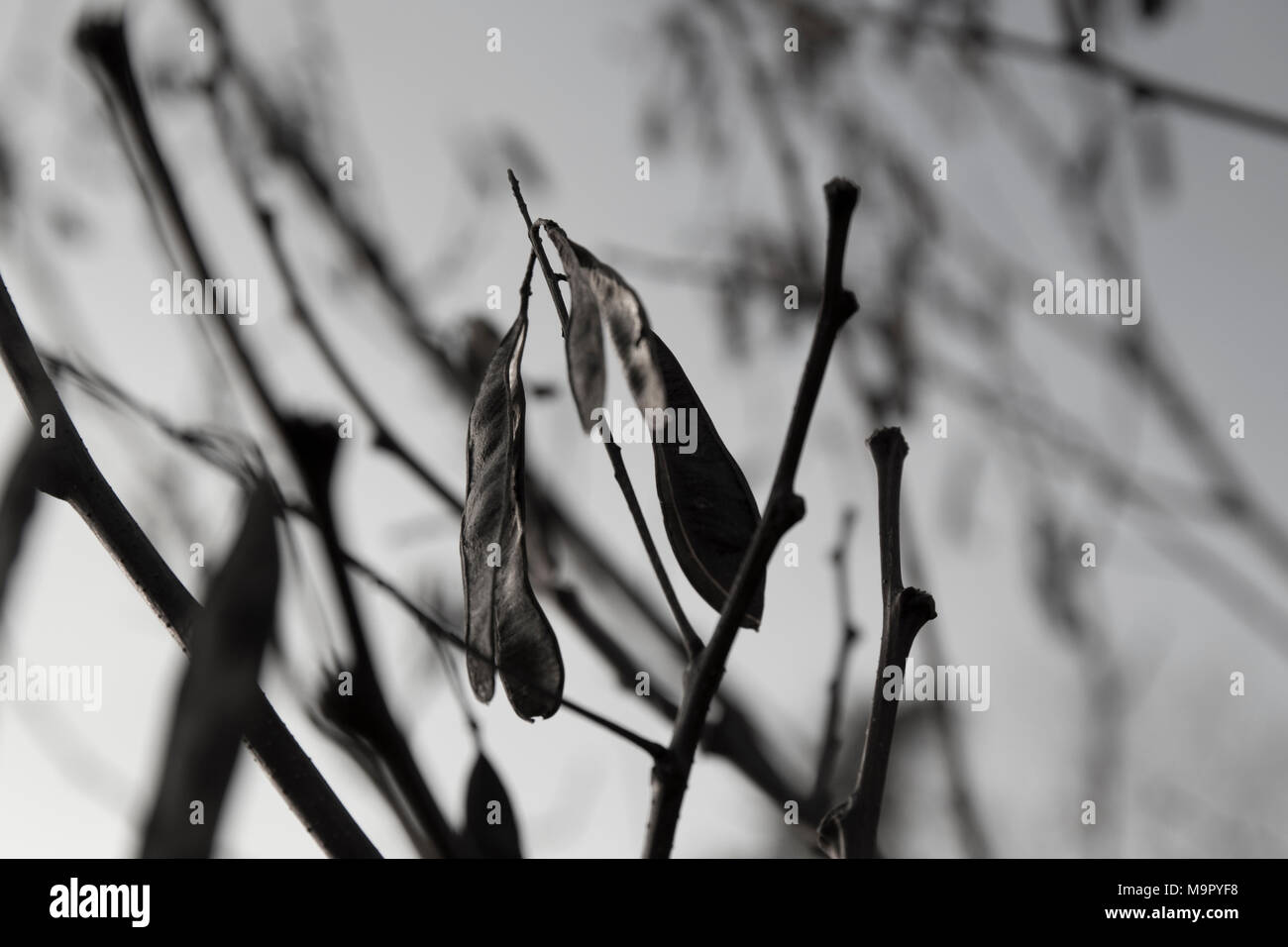 Détail du marron foncé des feuilles mortes. Banque D'Images