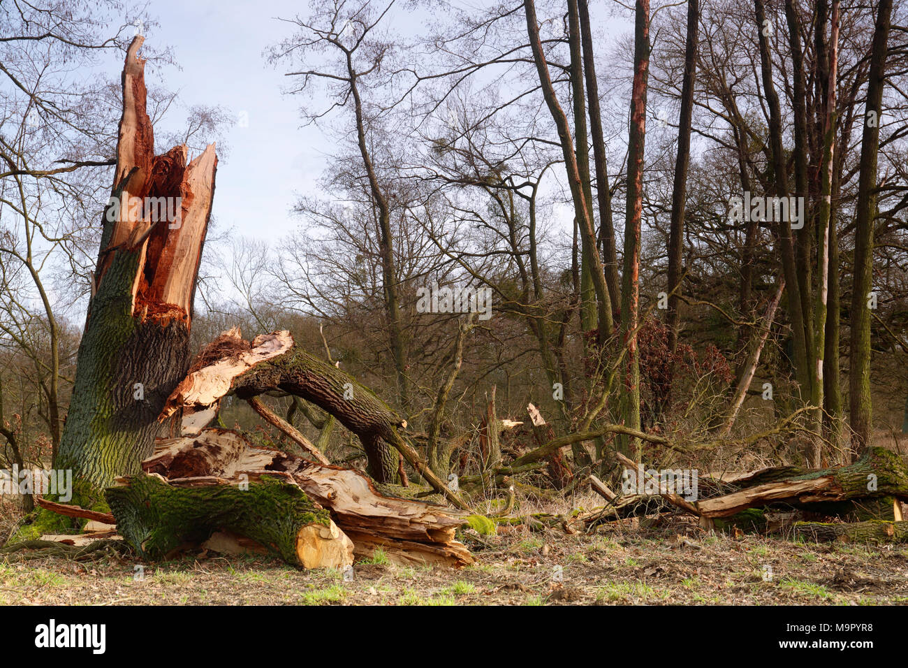 Le renversement d'un chêne, au milieu de la Réserve de biosphère de l'Elbe, Dessau-RoDessau, Saxe-Anhalt, Allemagne Banque D'Images