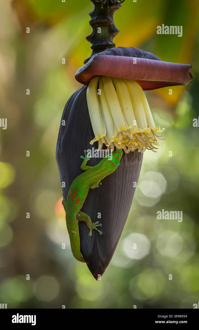 Un gecko coloré sur une banane blossom Banque D'Images