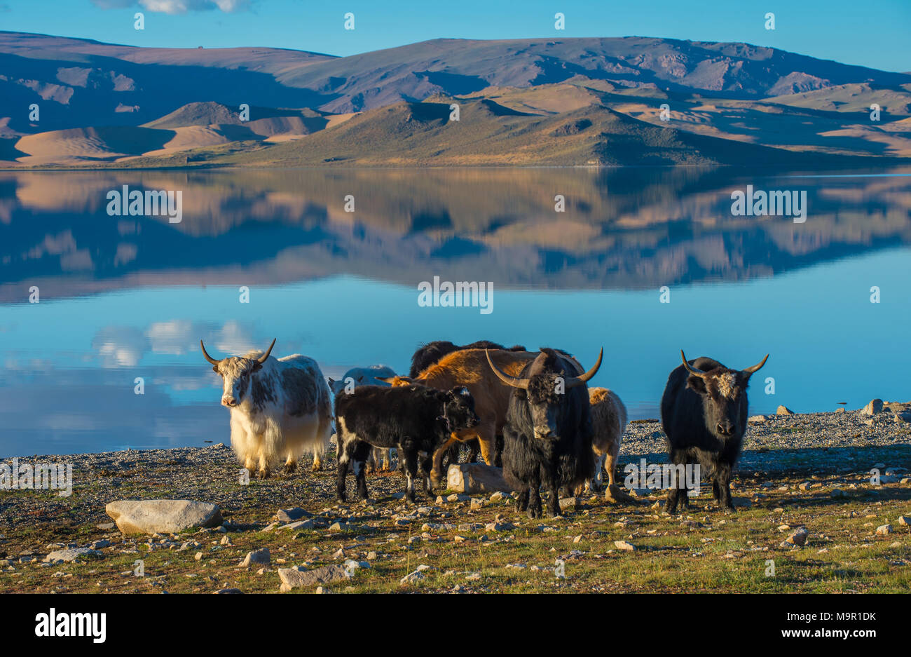 Troupeau de yacks (Bos grunniens) sur les rives du lac Noir, la Mongolie Banque D'Images