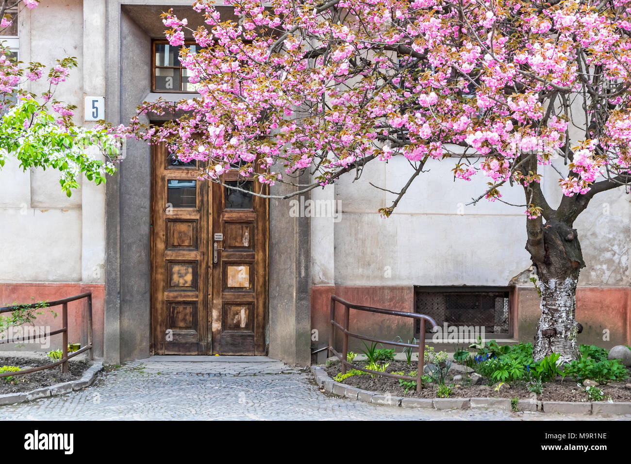 Rose fleurs arbres de sakura dans les rues de la ville d'Uzhgorod, Ukraine, Transcarpatie Banque D'Images