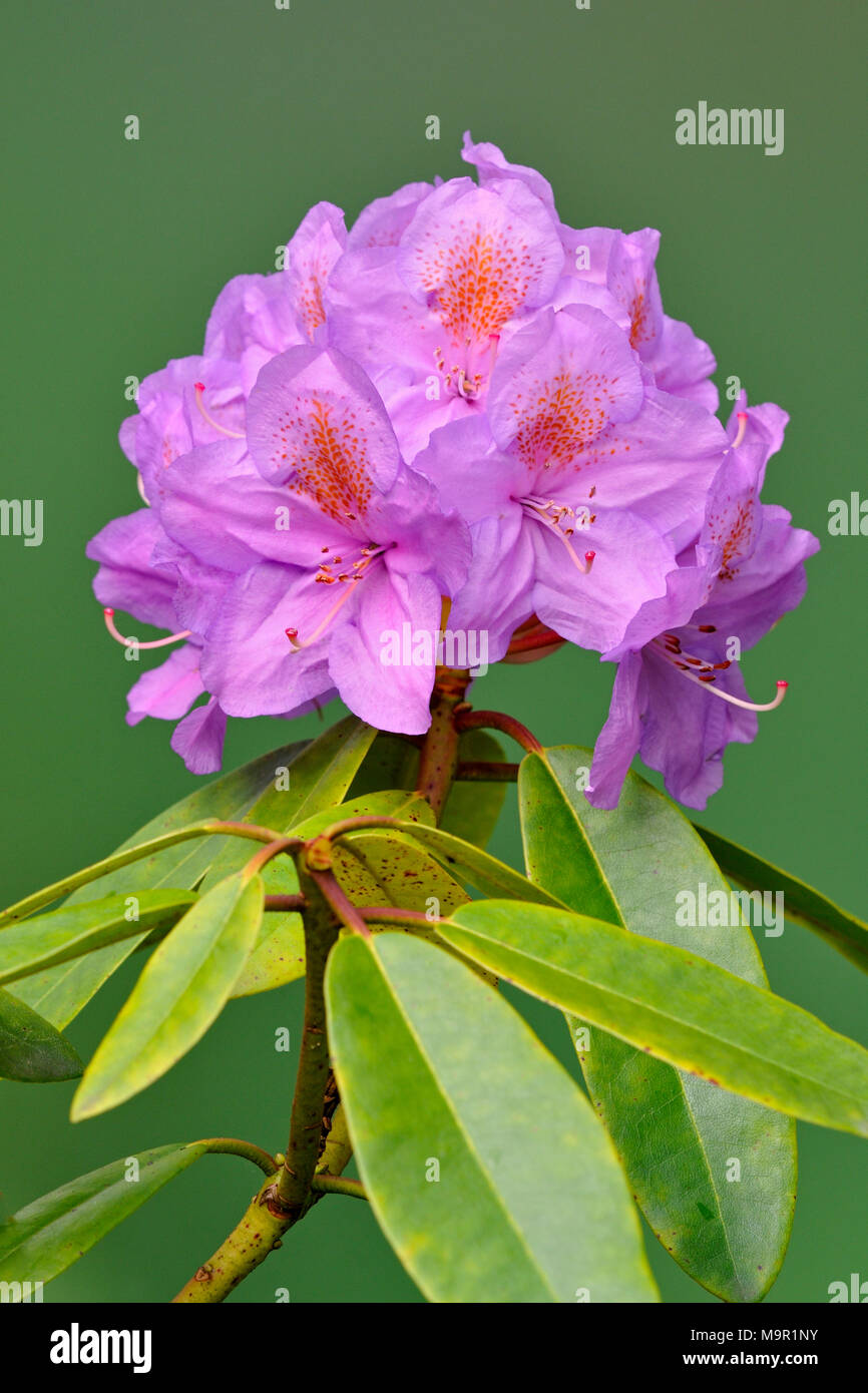 Violet floraison rhododendron (Rhododendron), l'inflorescence corymbose, Rhénanie du Nord-Westphalie, Allemagne Banque D'Images