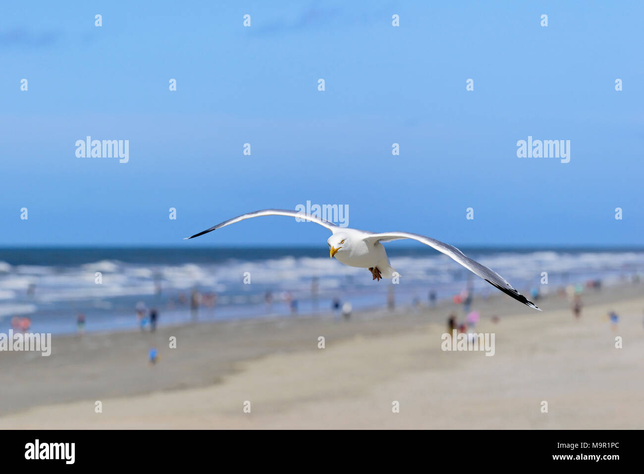 European Herring Gull (Larus argentatus) en vol au dessus de la plage du nord, Norderney, îles de la Frise orientale, mer du Nord Banque D'Images