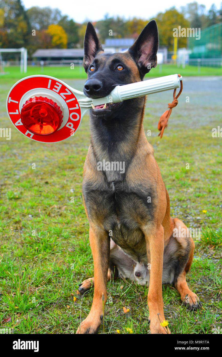 Chien De Police Chien De Berger Belge Malinois Avec L