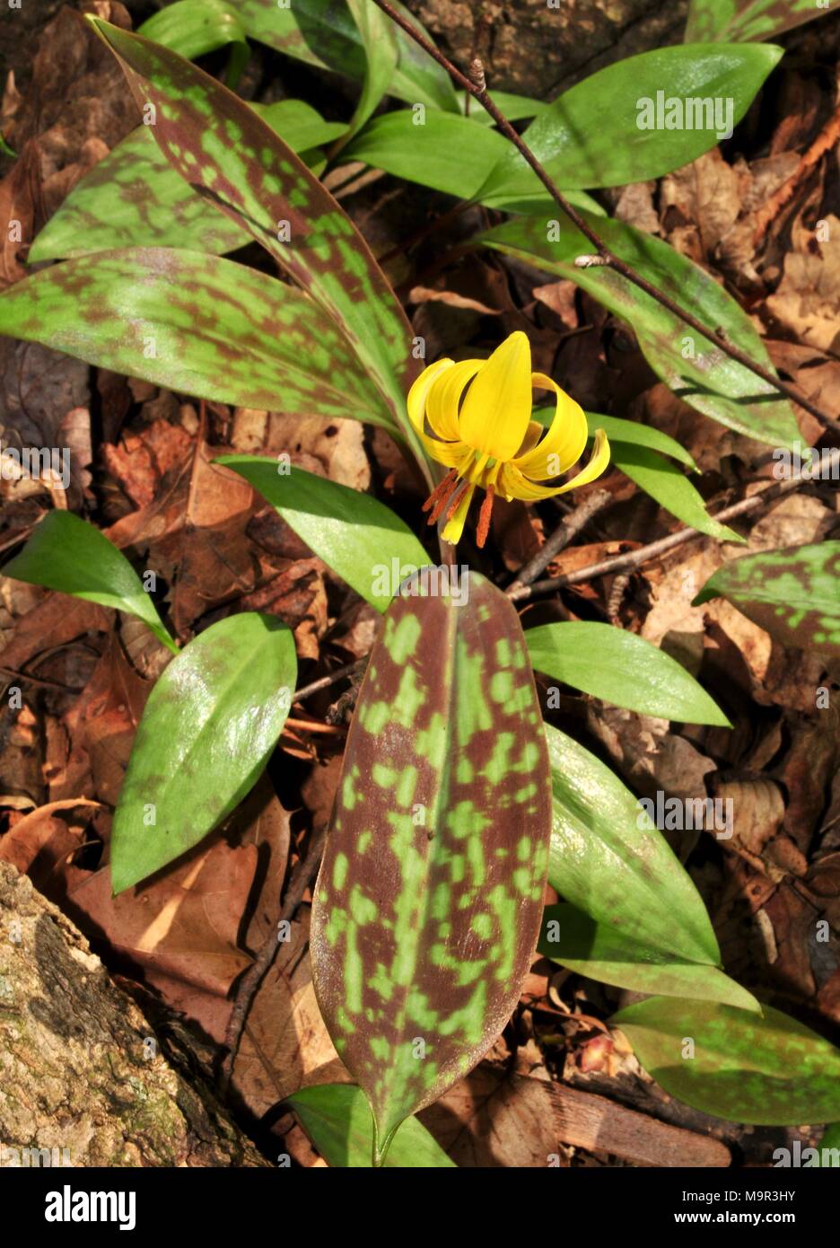 Détail De La Fleur Jaune Et Vert Et Marron Feuilles