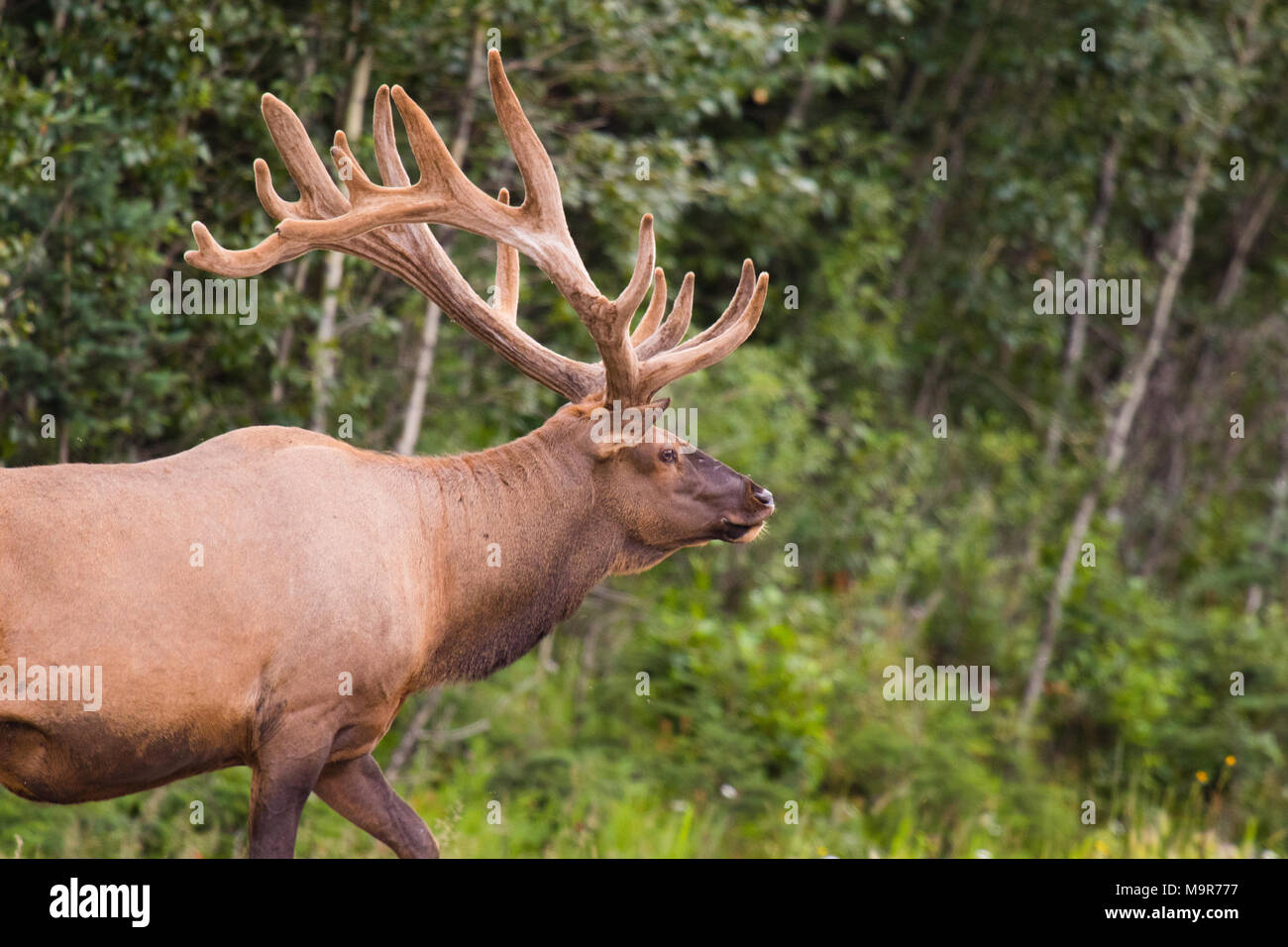 Bull à bois sauvages Wapiti (Cervus canadensis) pâturage, traverser la route dans le parc national de Banff Alberta Canada Banque D'Images