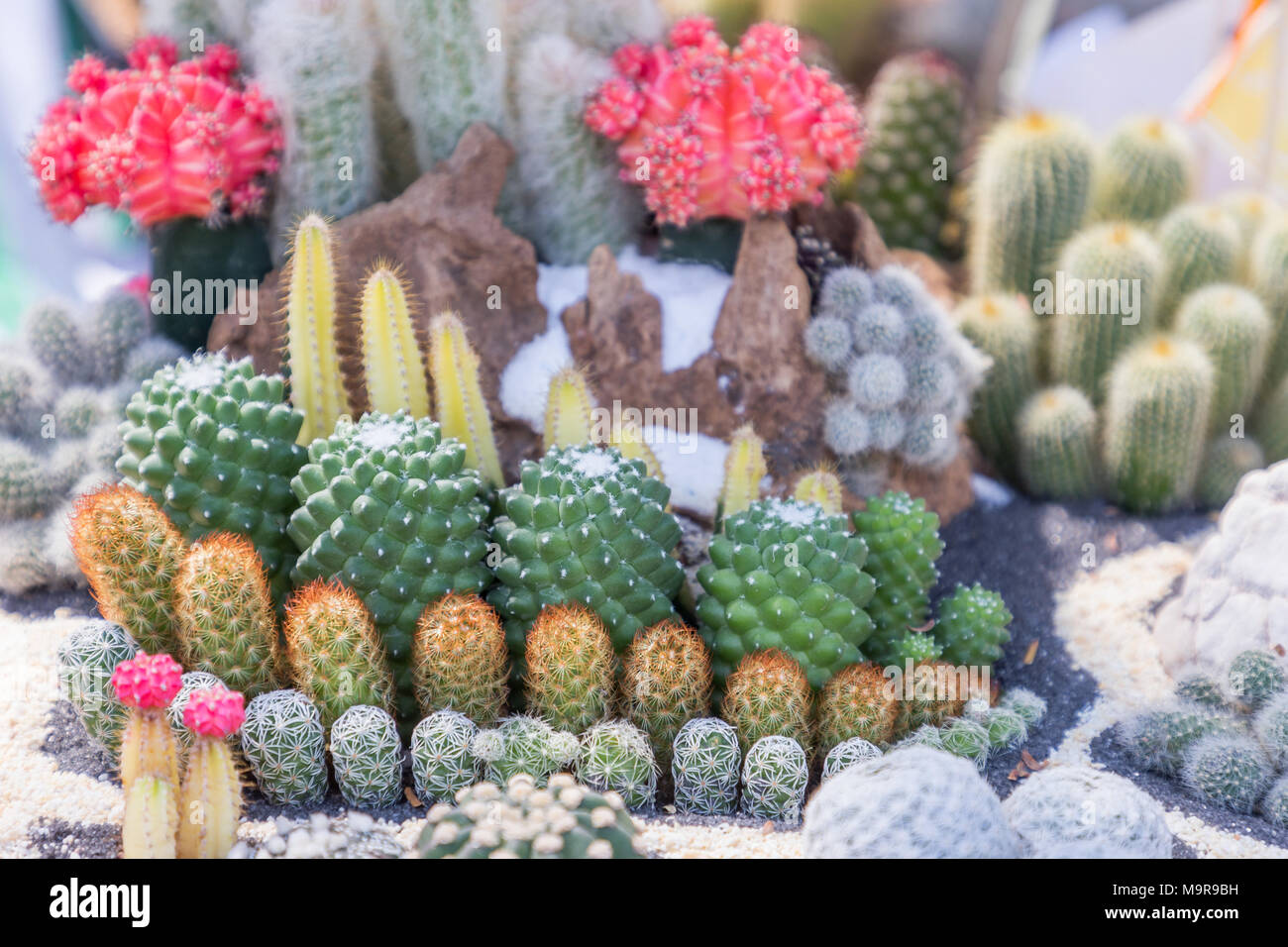 Cactus plantes grasses ou en jardin botanique du désert de sable cailloux  en pierre. l'arrière-plan ou succulentes cactus pour la décoration et  l'agriculture concept design Photo Stock - Alamy