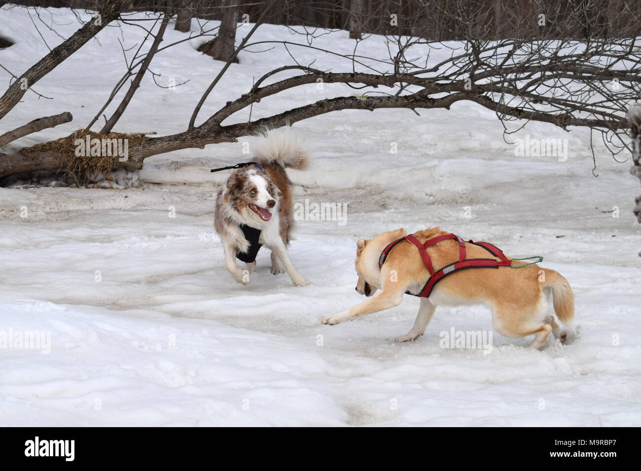 Deux chiens engagés dans un jeu de chasse. Banque D'Images