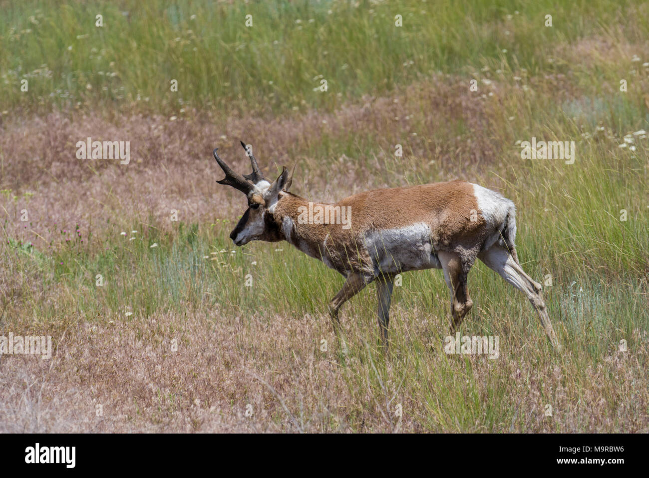 Antilope mâle paissant dans une prairie dans le National Bison Range, Montana, USA Banque D'Images