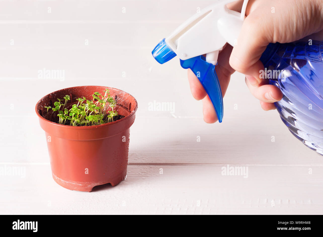 Les plantules de forget-me-not fleur dans un pot en plastique avec pulvérisateur Banque D'Images