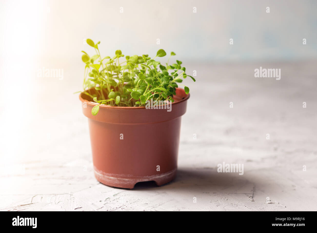 Les plantules de forget-me-not fleur dans un pot en plastique Banque D'Images