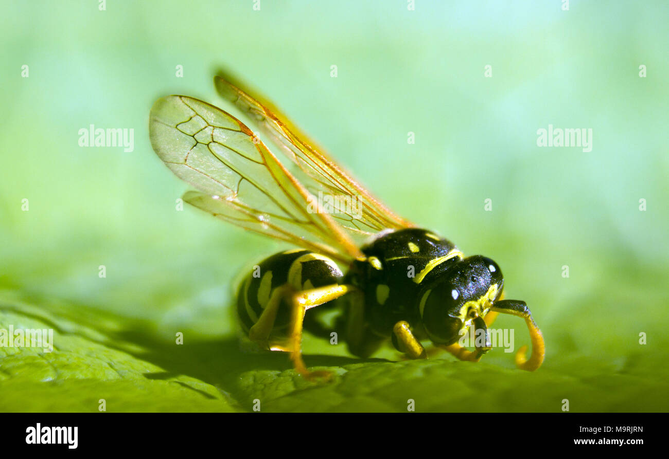 Une guêpe sur feuille dans le jardin Banque D'Images