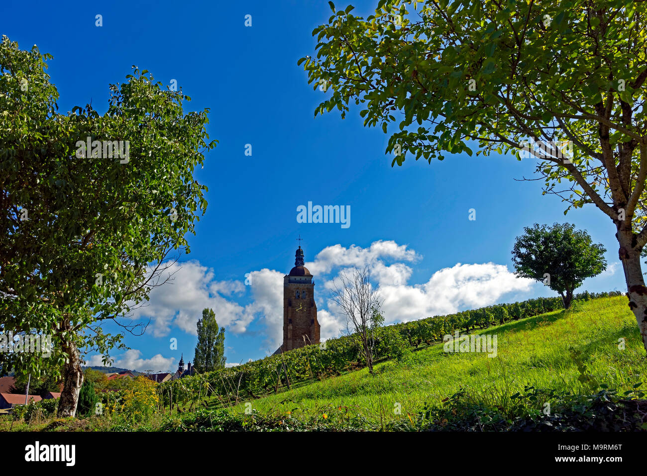 Europe, France, Jura (France - Comté), Arbois, Chemin de la Chenaillotte, vignoble, église, Eglis Staint-Just d'Arbois, tour, historiquement, lieu de Banque D'Images