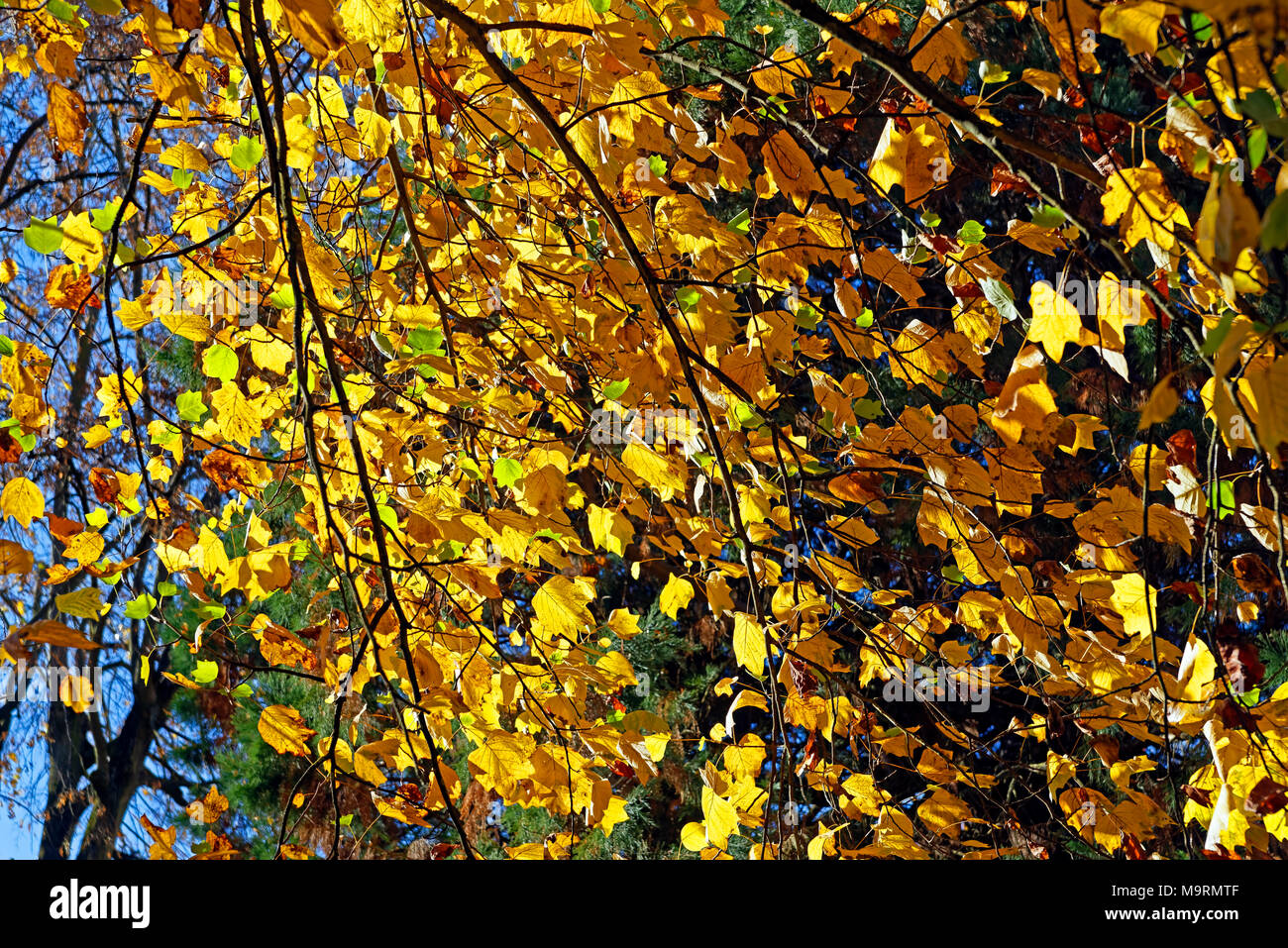 Europe, France, Auvergne, Vichy, boulevard vous Président John Fitzgerald Kennedy, parc Président John Fitzgerald Kennedy, feuillage de l'automne, feuilles, criez Banque D'Images