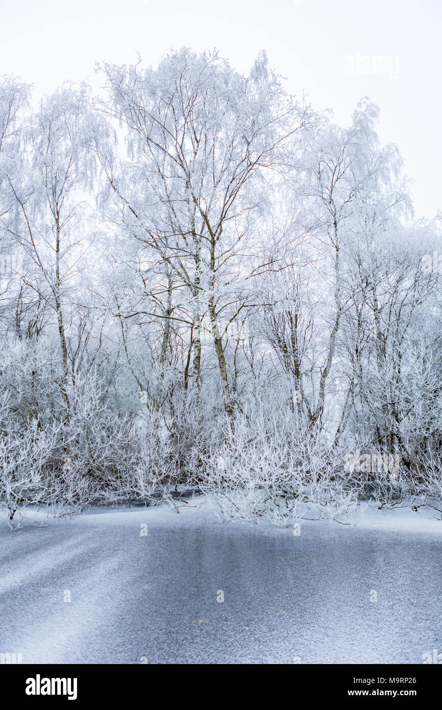 Gelée blanche arbres au bord d'un fossé gelé dans l'Amsterdamse Bos dans les Pays-Bas. Banque D'Images