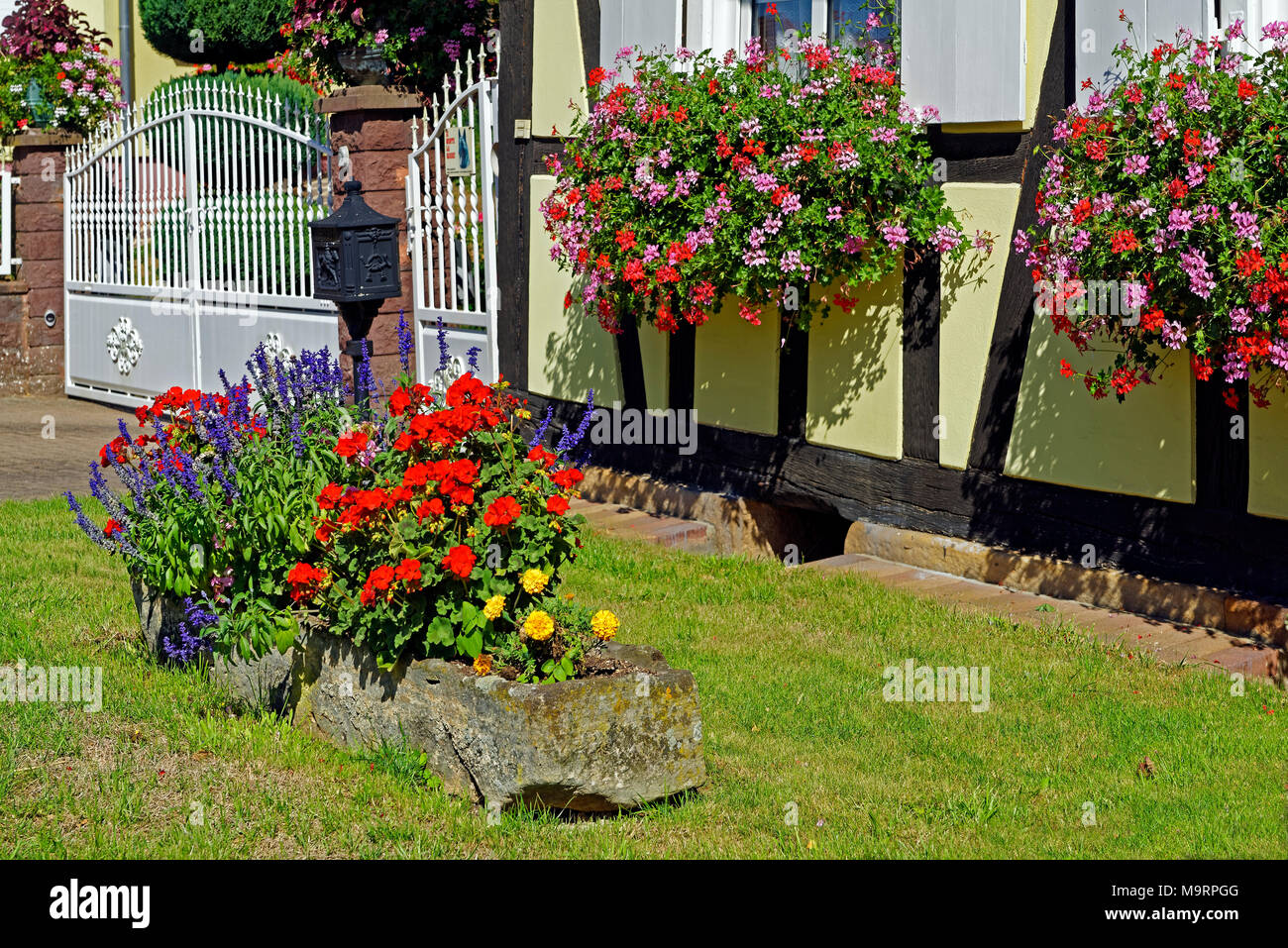 L'Europe, la France, le Rhin, Bas (Alsace), Soultz-sous-Forêts, Rue Principale Hohwiller, maison à pans de bois, fleurs, décoration, plantes, fleurs, buil Banque D'Images