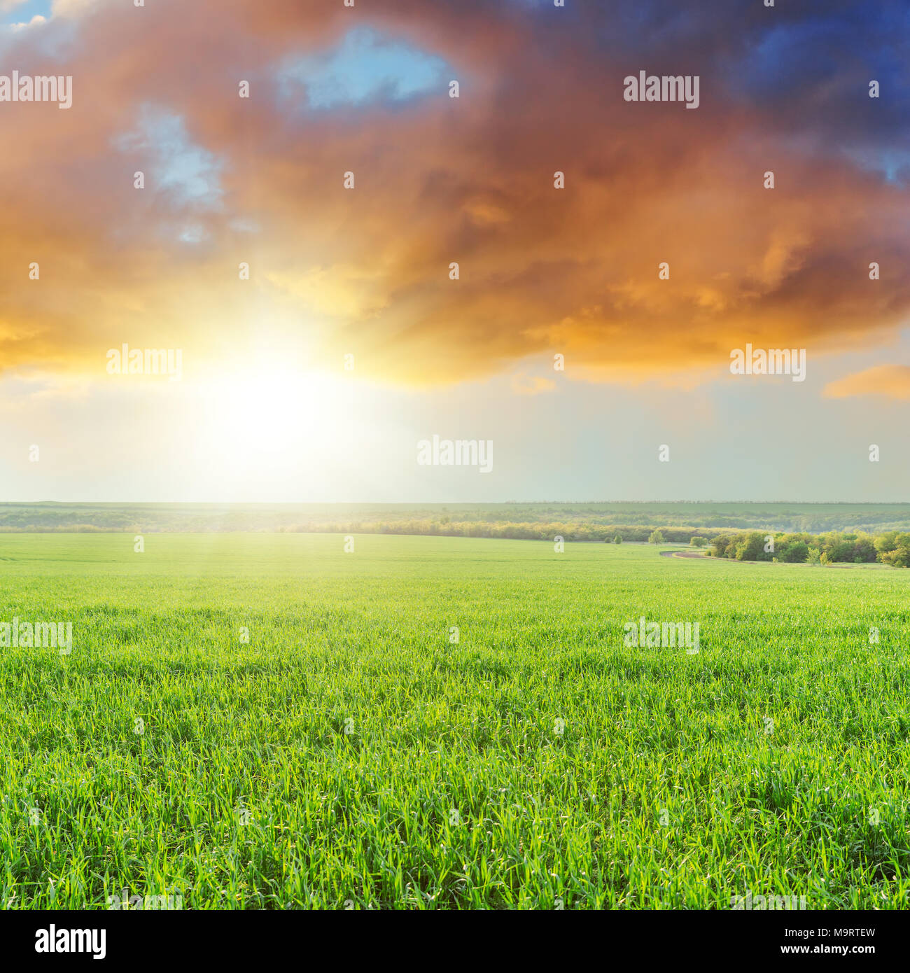 Coucher du soleil orange dans les nuages au-dessus de champ d'herbe verte Banque D'Images
