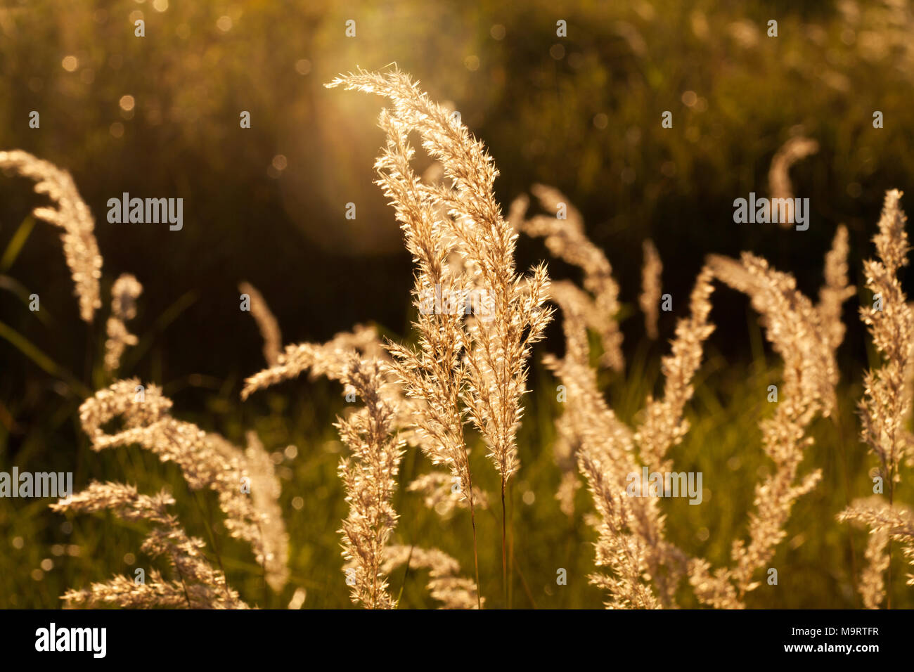 La fétuque des prés (Festuca ovina) au coucher du soleil, selective focus sur certaines branches Banque D'Images