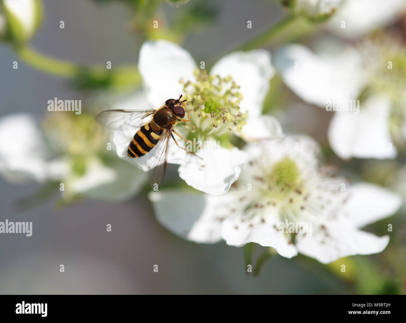 Spilomiya (grands yeux Spilomyia diophthalma), une famille de mouches, hoverflies (Syrphidae) sur blanc fleur framboise Banque D'Images