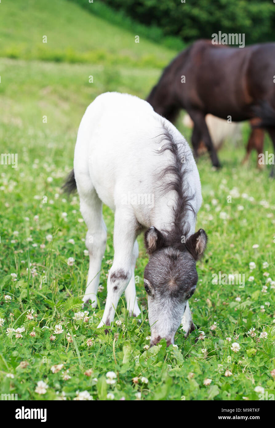 Poulain Falabella calèche mini sur un pré vert en été, selective focus, cheval dans l'arrière-plan Banque D'Images