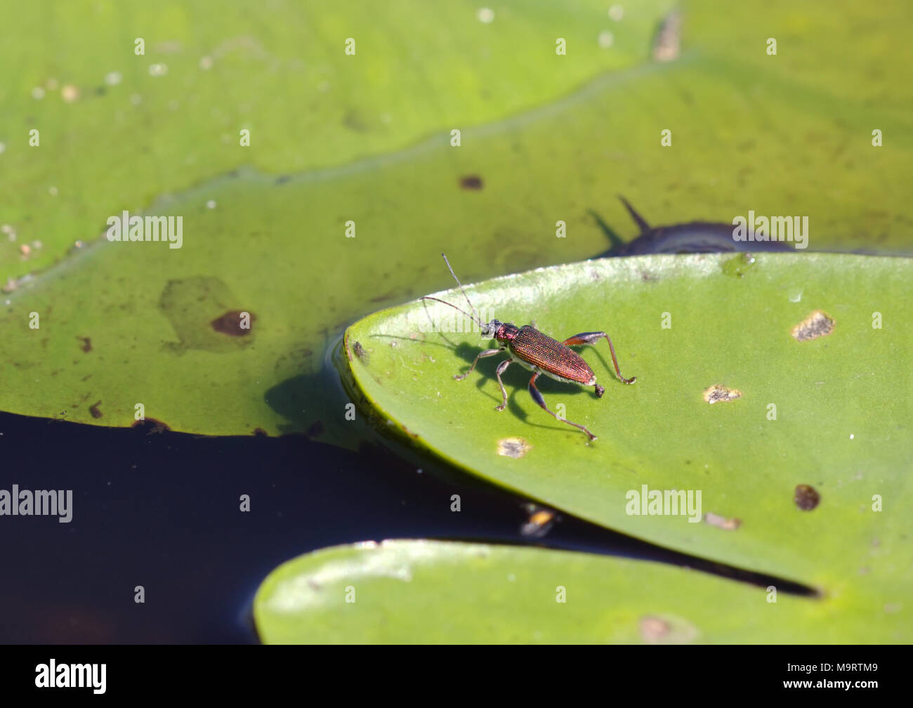 Leaf beetle (Donaciinae vulgaris) assis sur une feuille verte spatterdock, portrait, close-up Banque D'Images