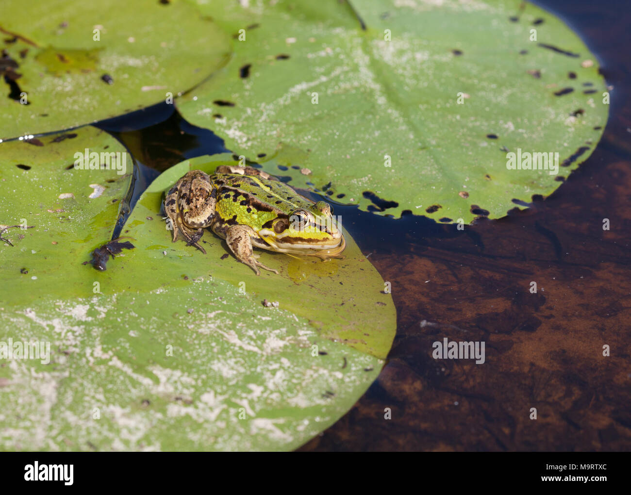 Tête de l'eau vert grenouille (Rana lessonae), close up, selective focus on head Banque D'Images