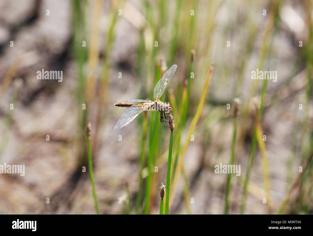 Brown dragonfly (Aeschna grandis) assis sur un sur une prêle, minimalisme, selective focus et la place pour le texte Banque D'Images