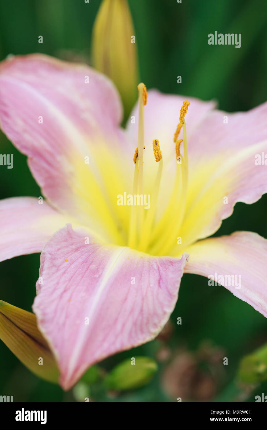 Lily rose Lilium (Acapulco) après la pluie, selective focus sur les étamines, macro Banque D'Images