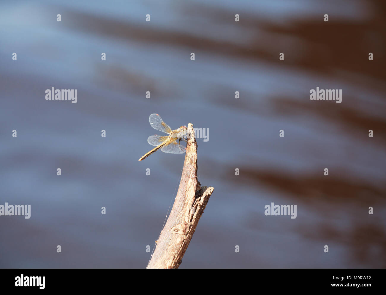 Brown dragonfly (Aeschna grandis) assis sur un vieil arbre, le minimalisme, selective focus et la place pour le texte Banque D'Images