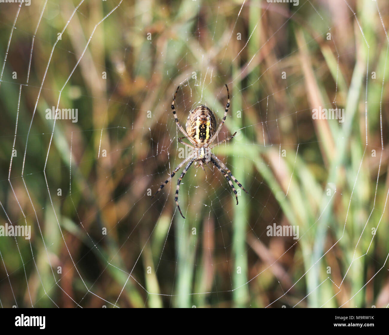 Une araignée Argiope bruennichi (WASP) à l'aube assis sur un site web, selective focus Banque D'Images